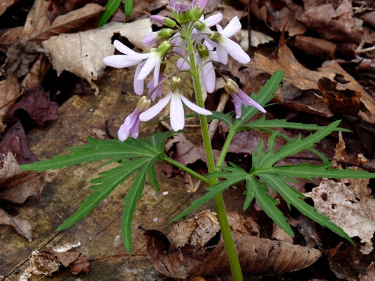 {Cardamine concatenata}